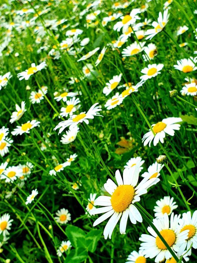 Guest House Ijevan's Garden Buitenkant foto