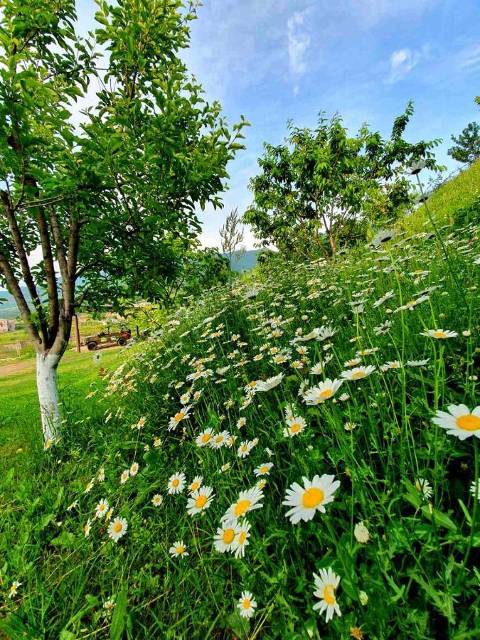 Guest House Ijevan's Garden Buitenkant foto