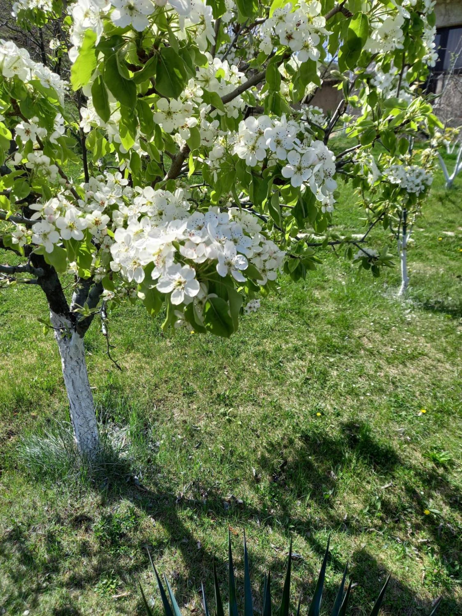 Guest House Ijevan's Garden Buitenkant foto