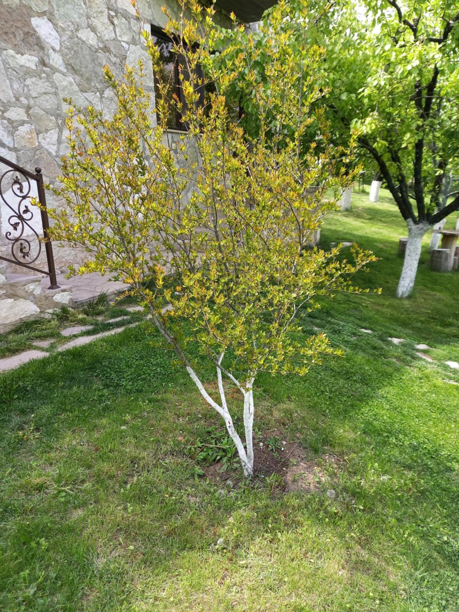 Guest House Ijevan's Garden Buitenkant foto