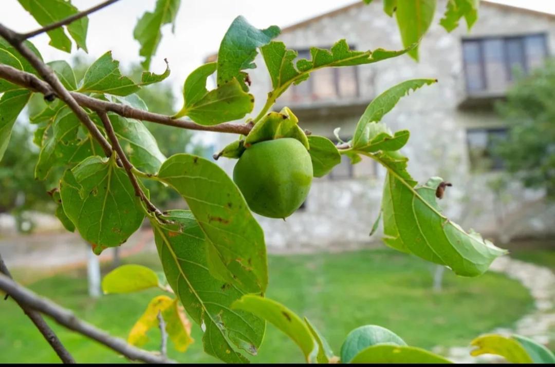 Guest House Ijevan's Garden Buitenkant foto